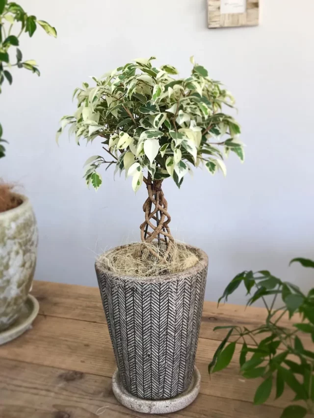 1.5 Feet Tall Ficus Benjamina (‘Starlight’) Houseplant In Round Pot with Drainage Tray on Wooden Rack at Home Garden Area