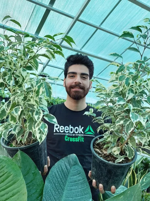 Teenage Boy Taking Photo with Two Ficus Benjamina (Variegata) Indoor Plants In Round Pots at Garden Area
