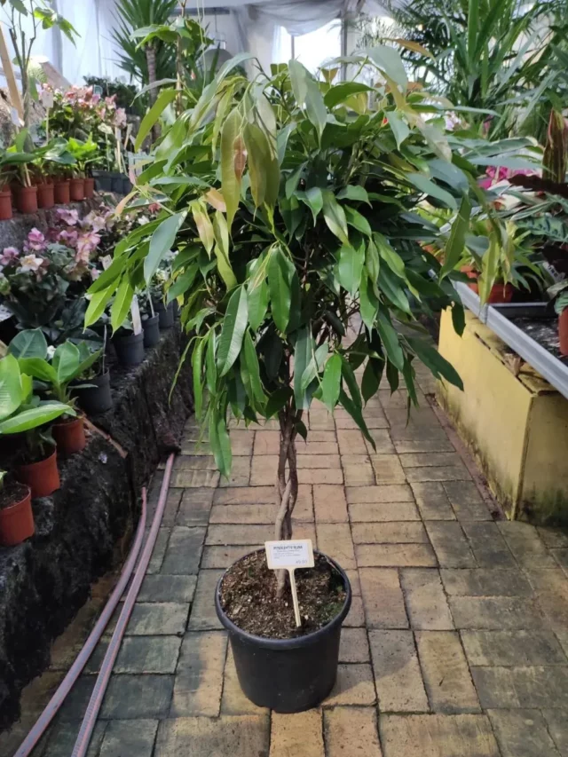4.5 Feet Tall Ficus Binnendijkii (‘Amstel King’) Plant In Round Pot at Garden
