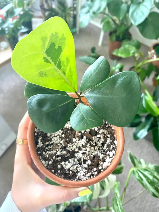 Top View of Ficus Deltoides (Triangle Ficus) Plant In Terracotta Pot Held In Human hand at Garden Area