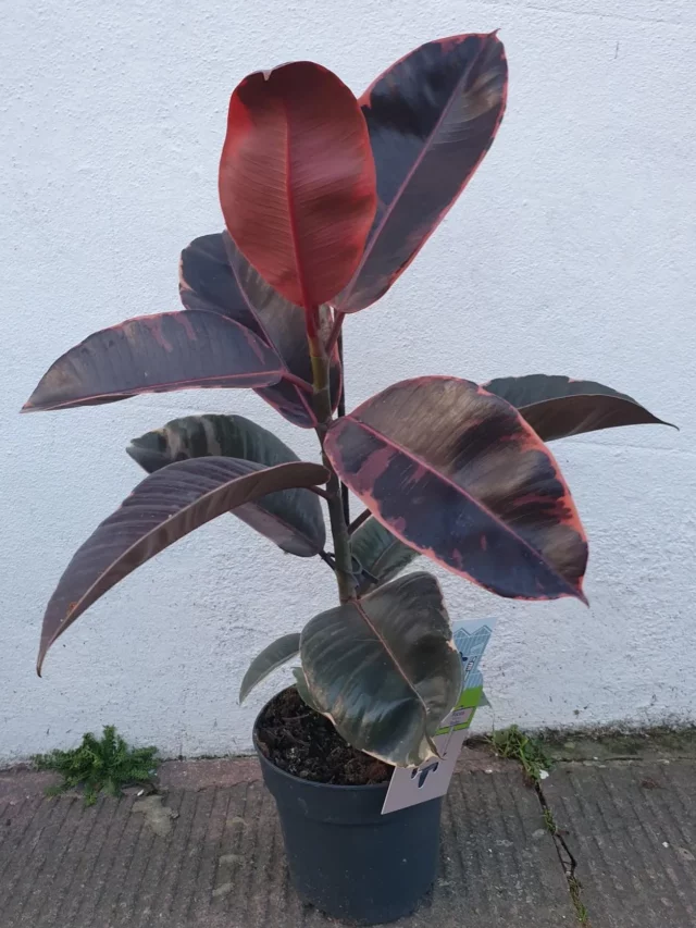 1.5 Feet Tall Ficus Elastica (‘Robusta’) Plant In Plastic Pot at Garden Ground