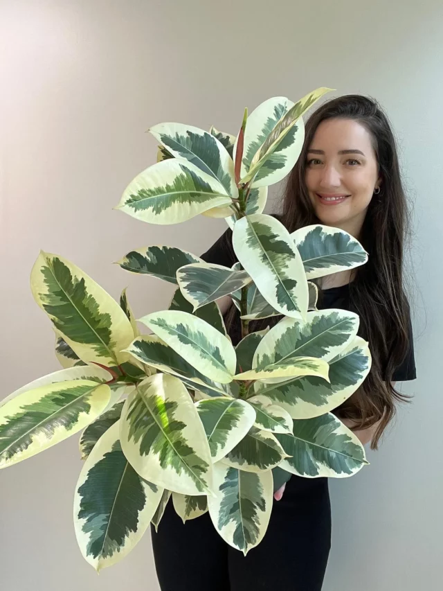 Happy Girl Taking Photo with Striking Ficus Elastica (‘Tineke’) Plant