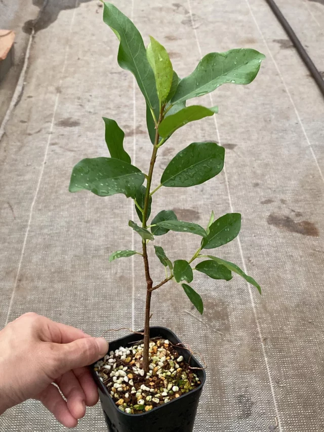 2.5 Feet Tall Ficus ilicina In Square Shape Pot at Garden Area