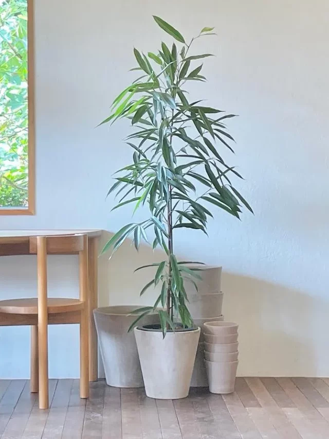 3.5 Feet Tall Ficus Maclellandii (‘Alii’) Indoor Plant In Round Pot on Wooden Floor at Home Living Area