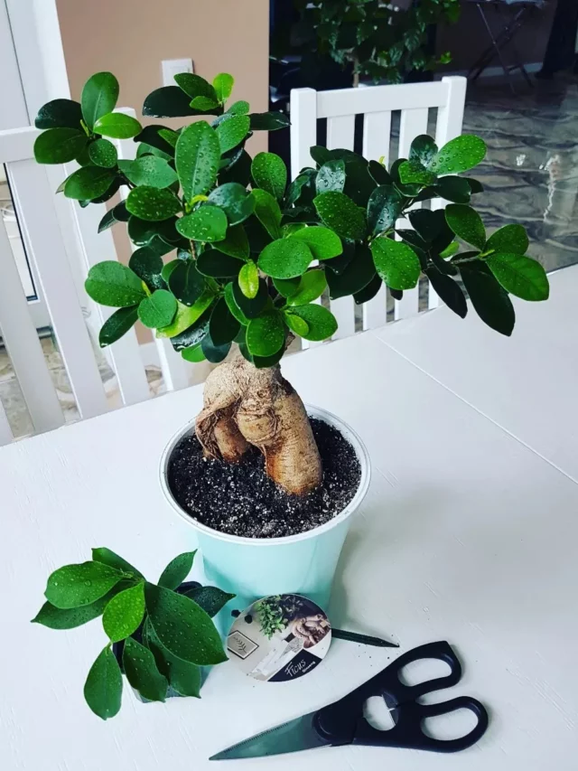 1.5 Feet Tall Ficus Microcarpa (Ginseng) Plant Photo Taken After Pruning