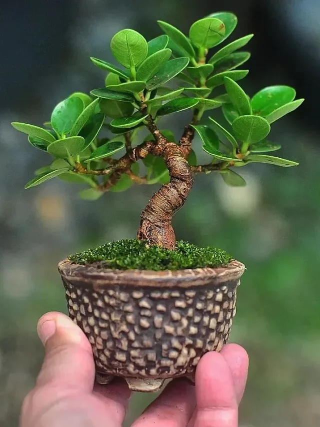 6" Tall Ficus Microcarpa (Green Island) Plant In Curved Ceramic Pot Held In Human Hand