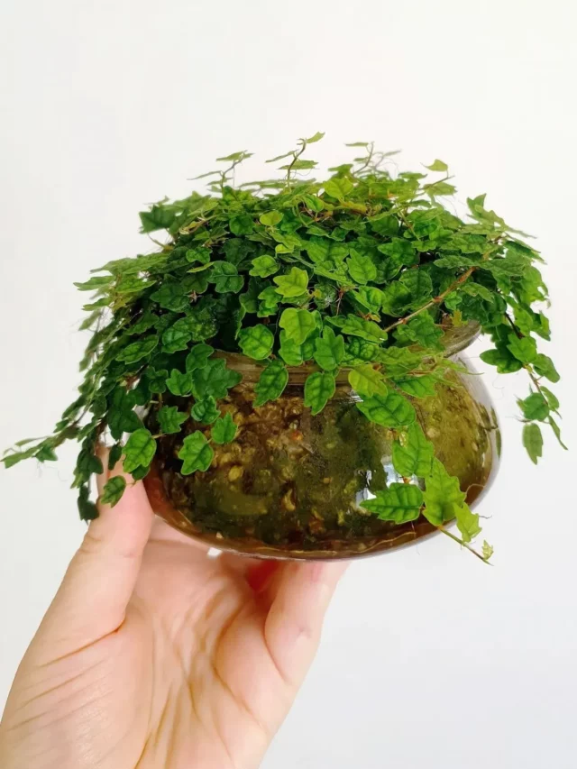 Ficus Pumila (‘Quercifolia’) Plant In Human Hand