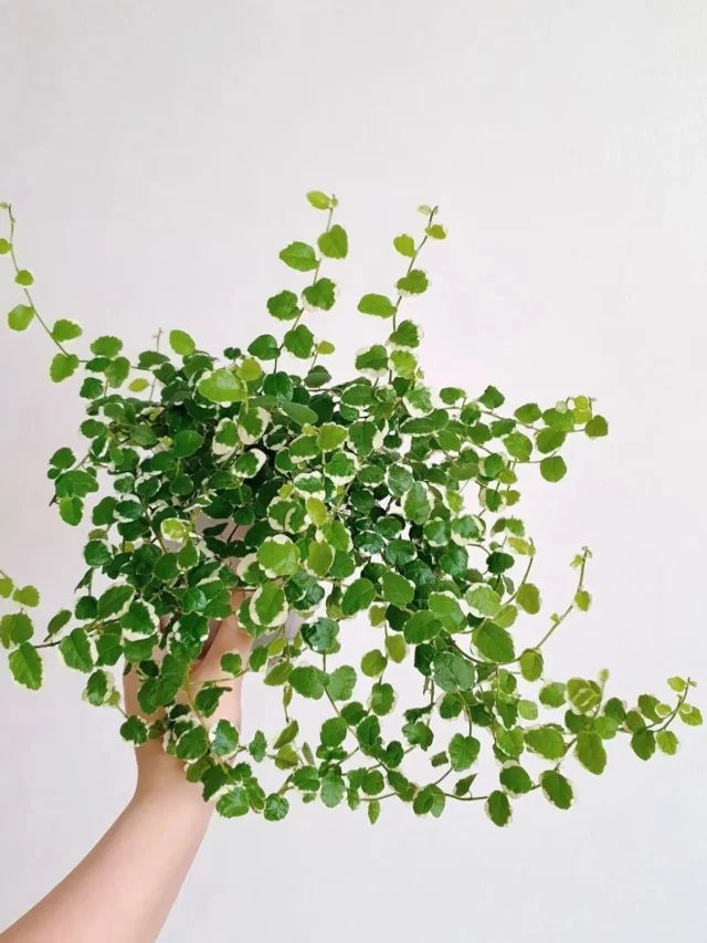 Ficus Pumila (Variegata) Plant In White Pot Held In Human Hand