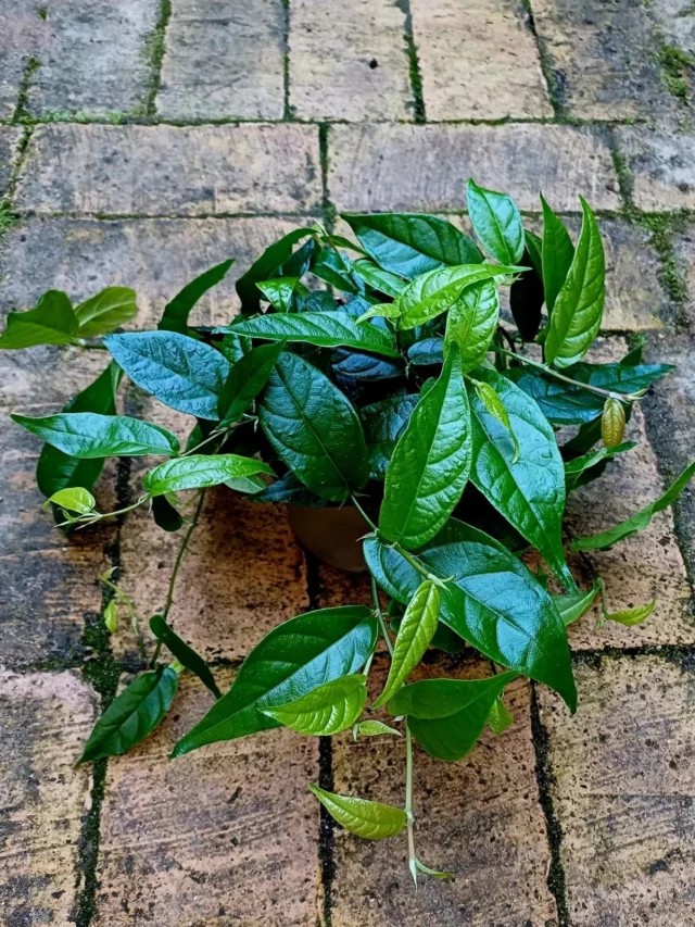 Close View of Ficus Radicans Indoor Plant at Garden Ground