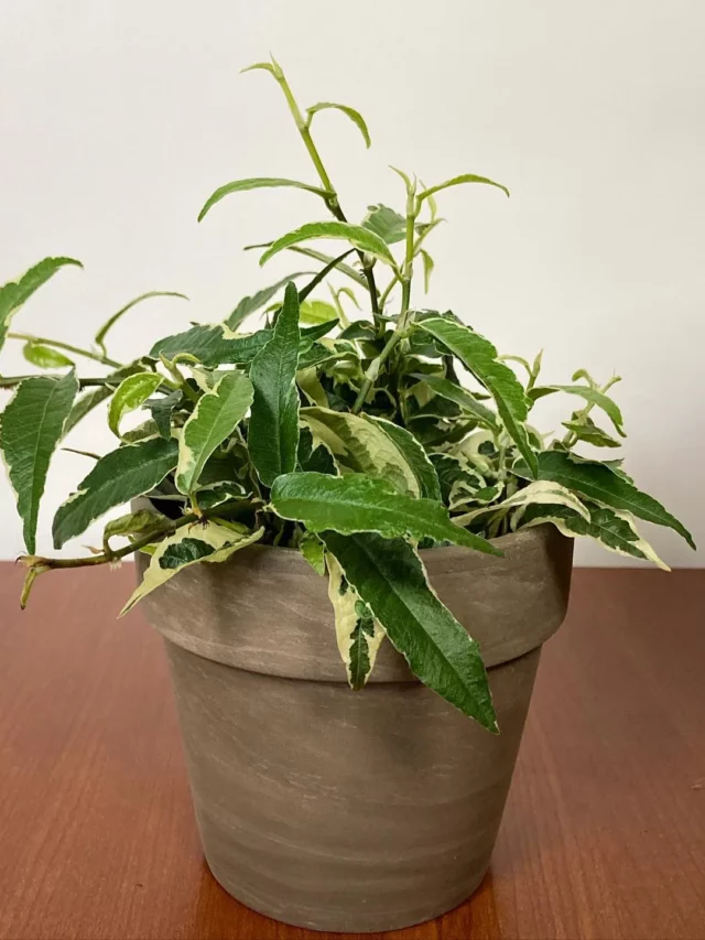 Ficus Radicans (Variegata) Plant In Terracotta Pot Displayed on Wooden Floor at Home