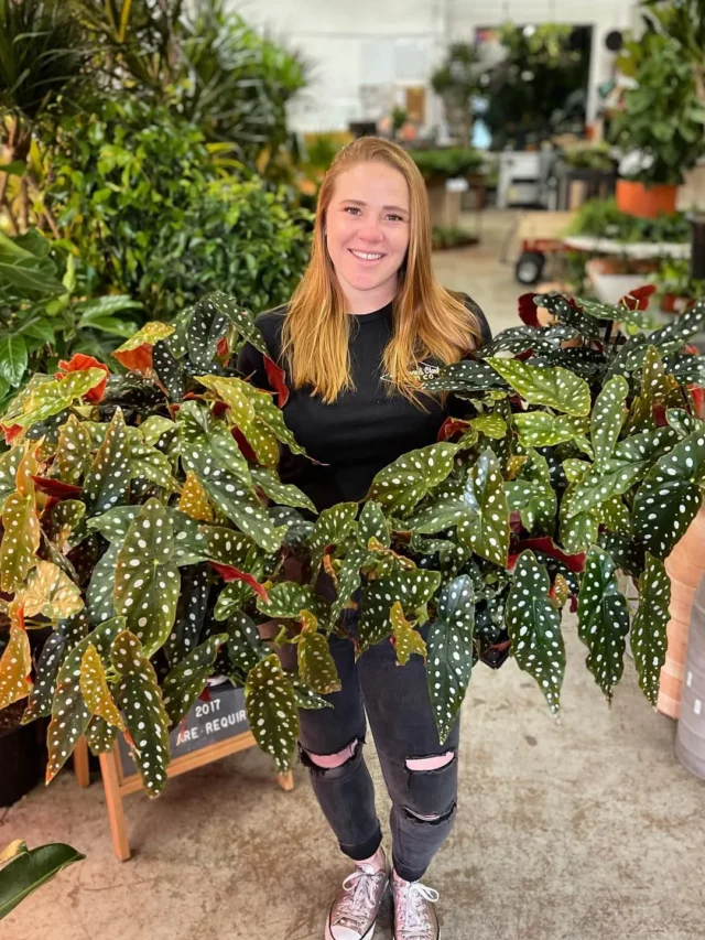 Happy Teenage Girl Posing with Angel Wing Begonia Houseplants with Big Leaves at Garden
