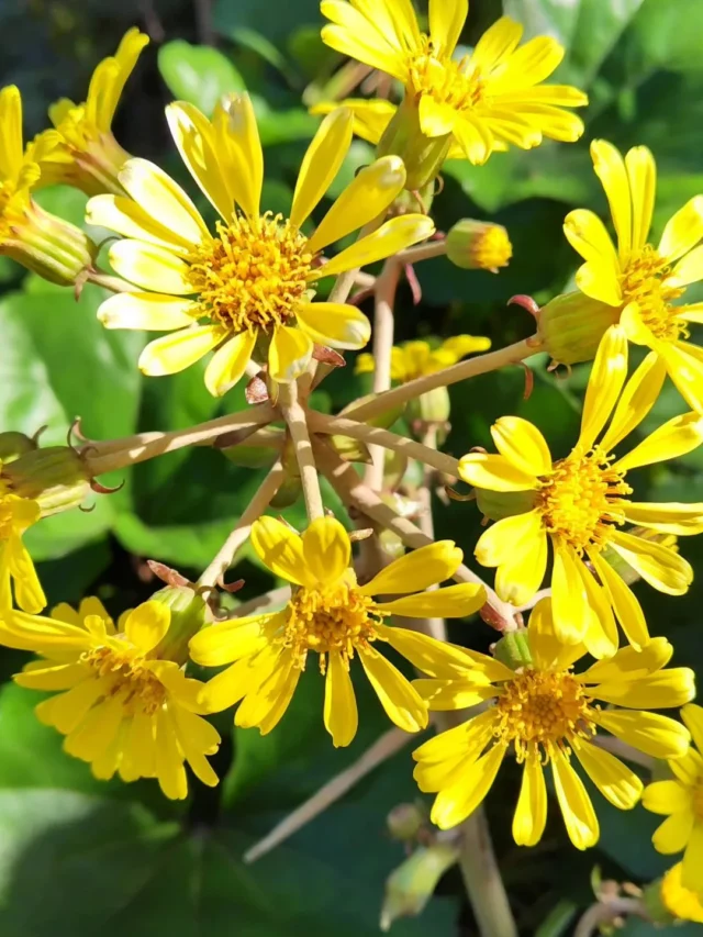 Blooming Leopard Plant with Yellow Flowers