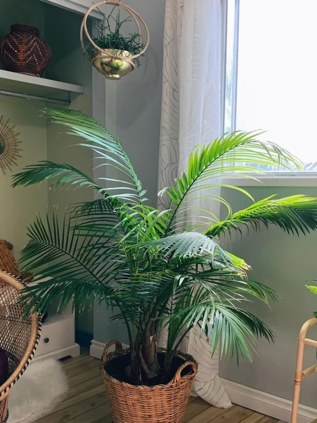 3 Feet Tall Majesty Palm Plant In Basket at Home Living Area