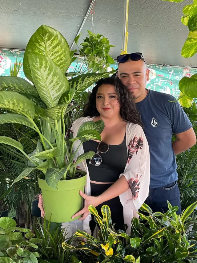 Couple Taking Photo with Tropic Snow Dieffenbachia Houseplant In Green Color Pot at Garden Area