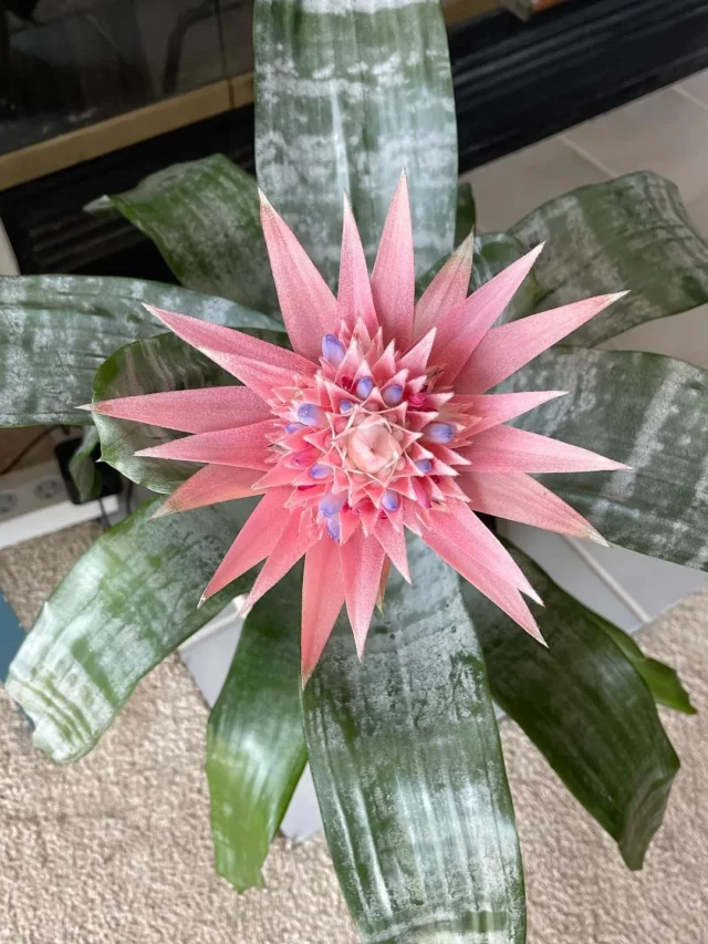 Top View of Silver Vase Plant at home Living Area