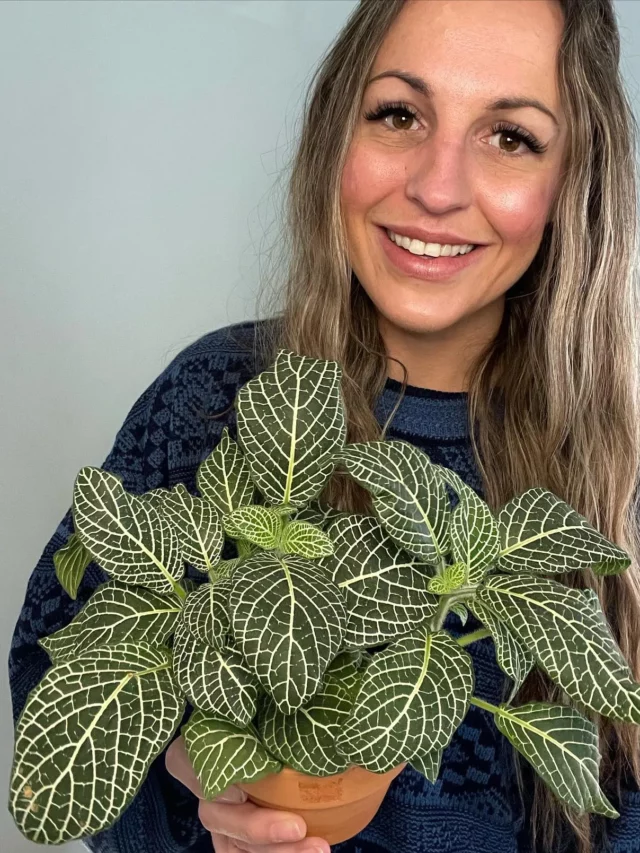 Happy Woman Posing with Nerve Plant In Terracotta Pot