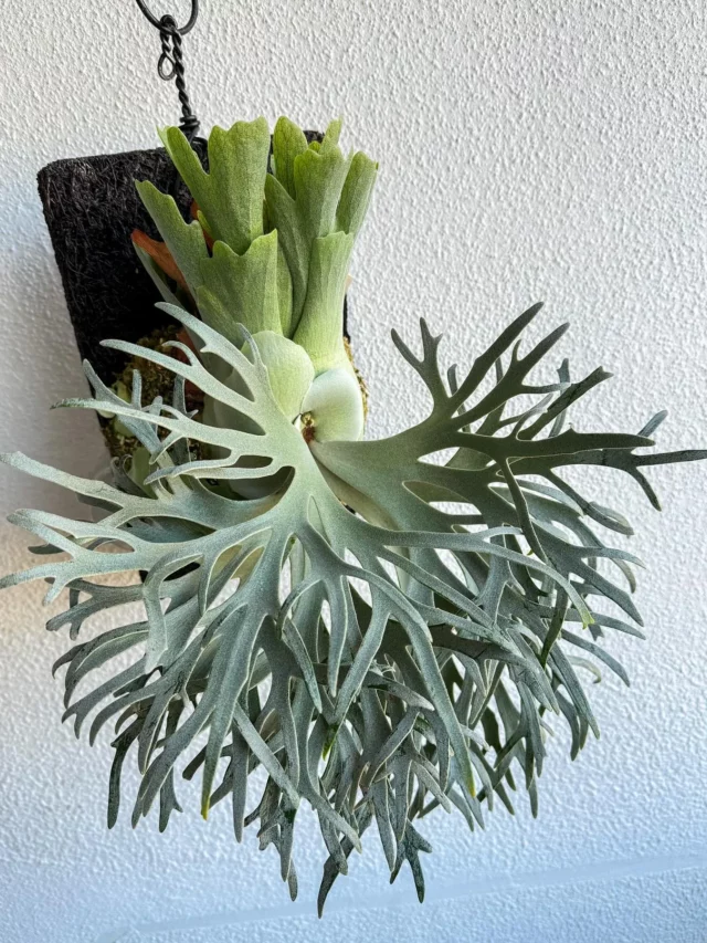 Hanging Staghorn Fern Plant at Home