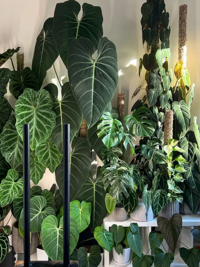 Philodendron Micans Displayed with Other Plants at Home Garden Area