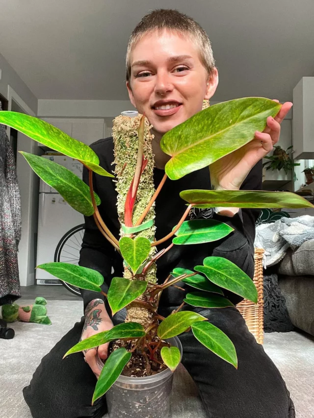 Happy Girl Posing with Philodendron Painted Lady Plant In Plastic Pot with Moss Support Pole