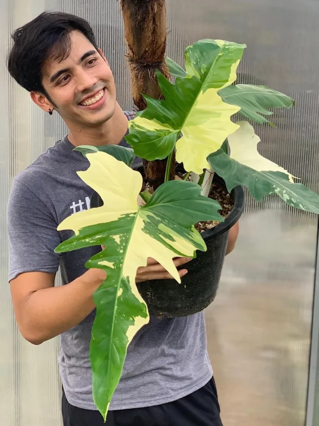 Happy Man Taking Photo with Philodendron Golden Dragon Plant In Round Pot