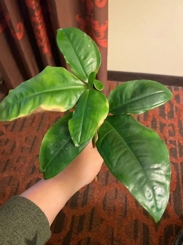 Top View of Syngonium Auritum Plant Held In Human Hand at Home