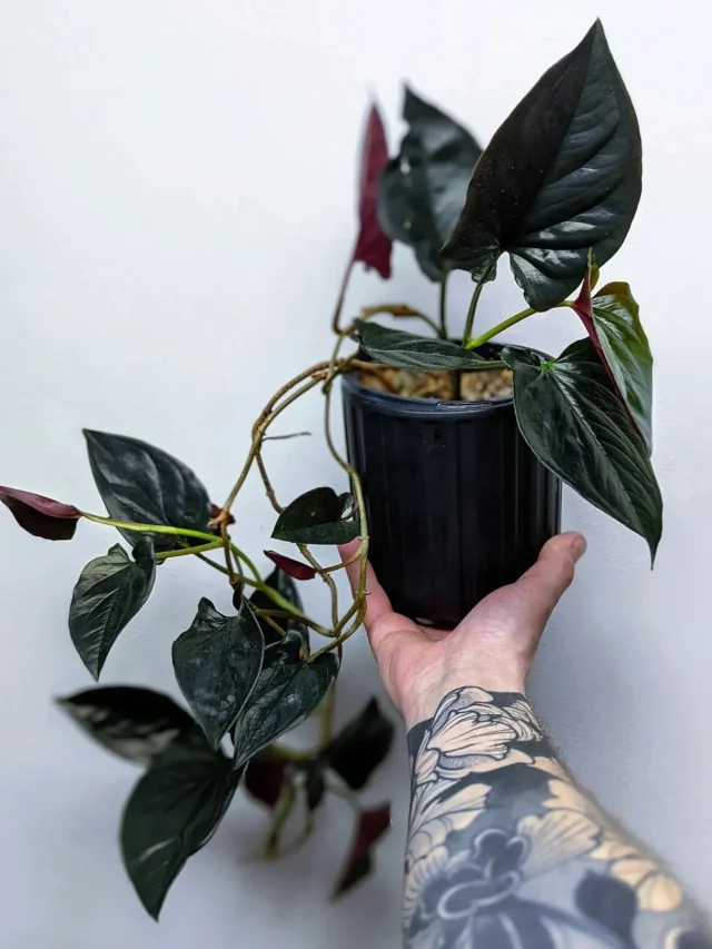 Syngonium Erythrophyllum – Llano-Carti Road Plant Hanging From Round Ceramic Pot Held In Human Hand