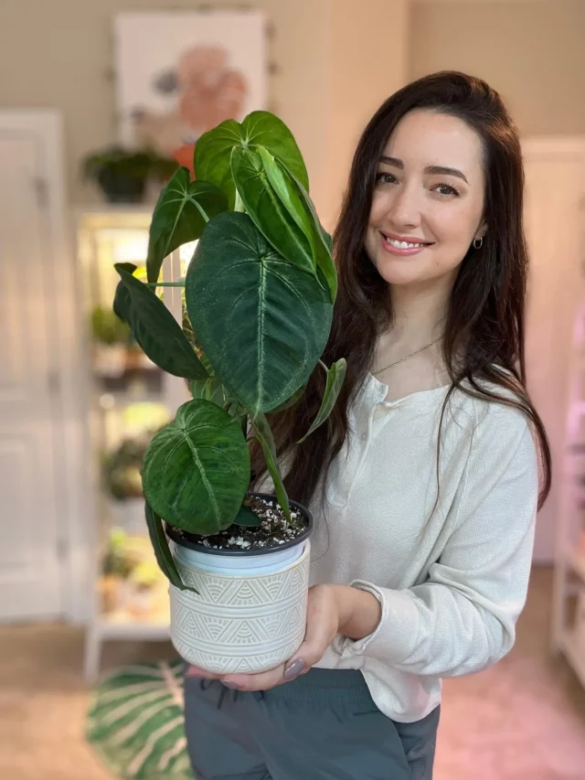 Happy Girl Posing with Syngonium Macrophyllum Plant In Ceramic Pot at Home