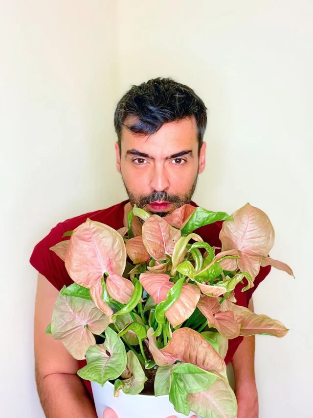 Man Taking Photo with 1 Feet Tall Syngonium Neon Robusta Plant In White Round Pot