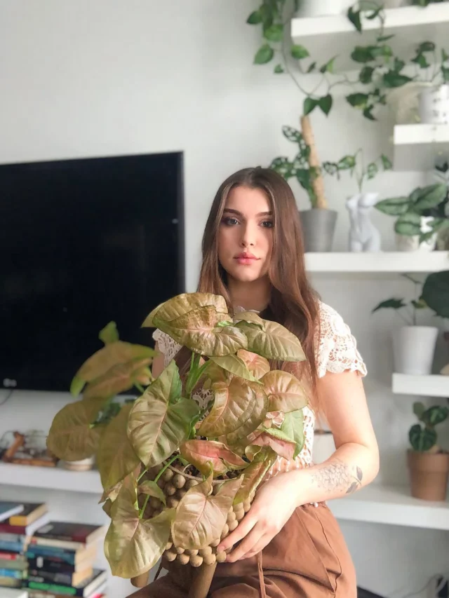 Teenage Girl Taking Photo with Syngonium Pink Allusion Indoor Plant at Home Living Area