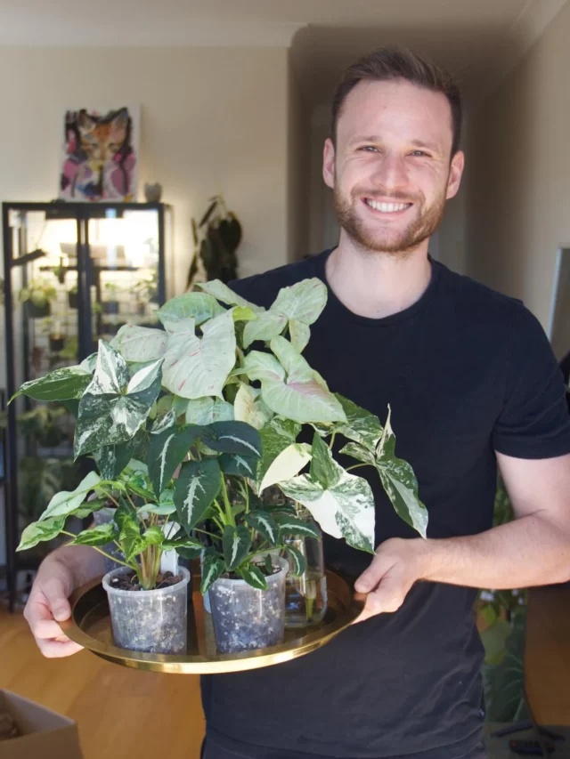Happy Man Carrying Syngonium Wendlandii Plants On Plate at home Garden Area