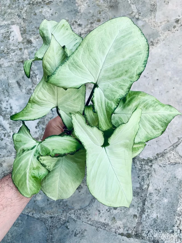 Top View of Syngonium – Holly M Arrowhead Vine Indoor Plant In Human Hand