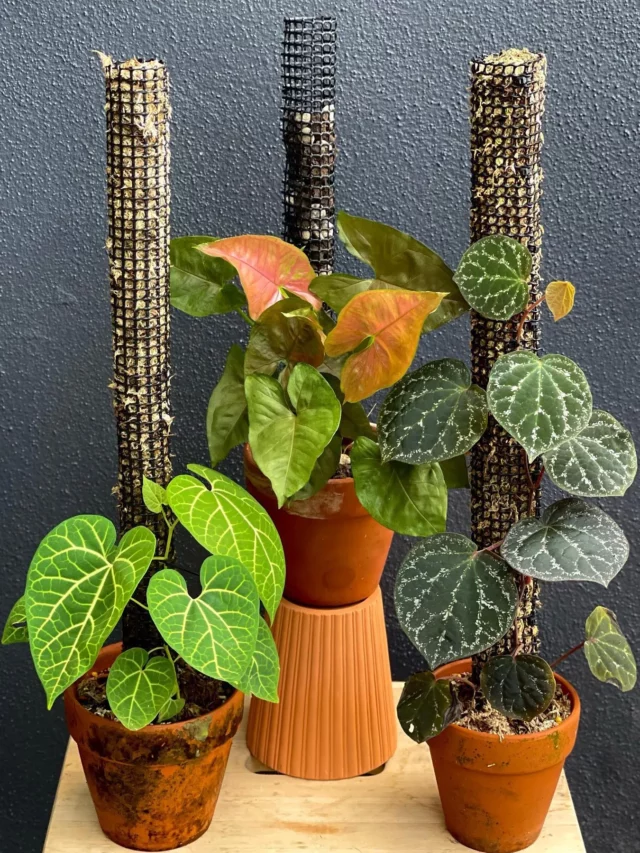 Syngonium – Maria Allusion Arrowhead Vine Indoor Plant with Moss Pole In Terracotta Pot Displayed with Other Plants on Wooden Table at Garden Area