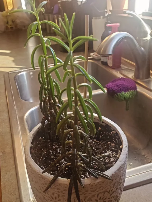 Chandelier Plant In Round Ceramic Pot at Home Kitchen Area Near Sink