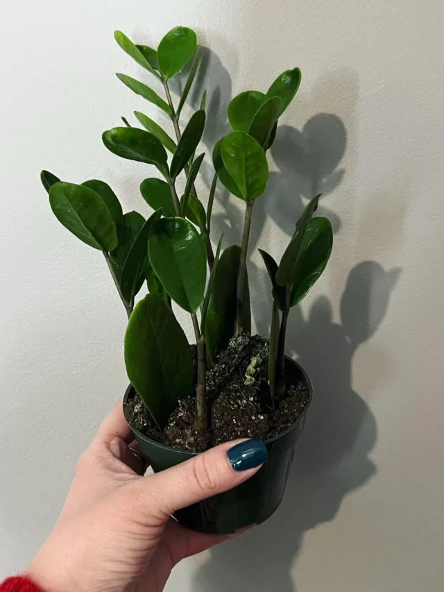 1 Feet Tall ZZ Plant Lucky In Green Color Pot Held In Human Hand