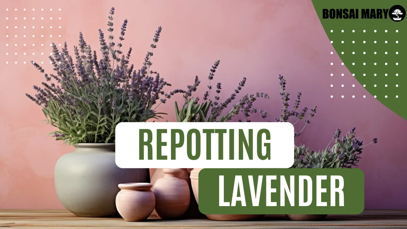 Lavender Repotting Guide Easy StepbyStep Tips