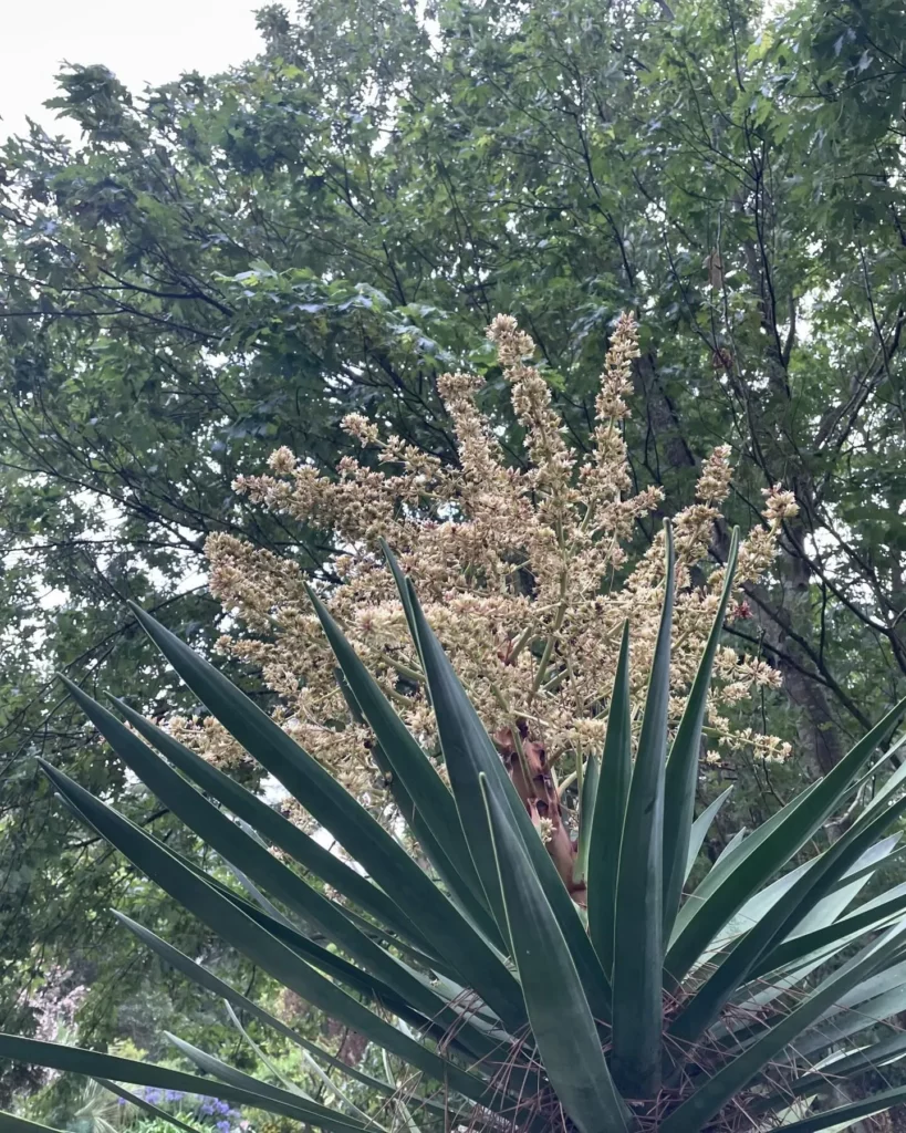 Photo of Fully Grown Dragon Tree (Common House Plant) at Garden Area