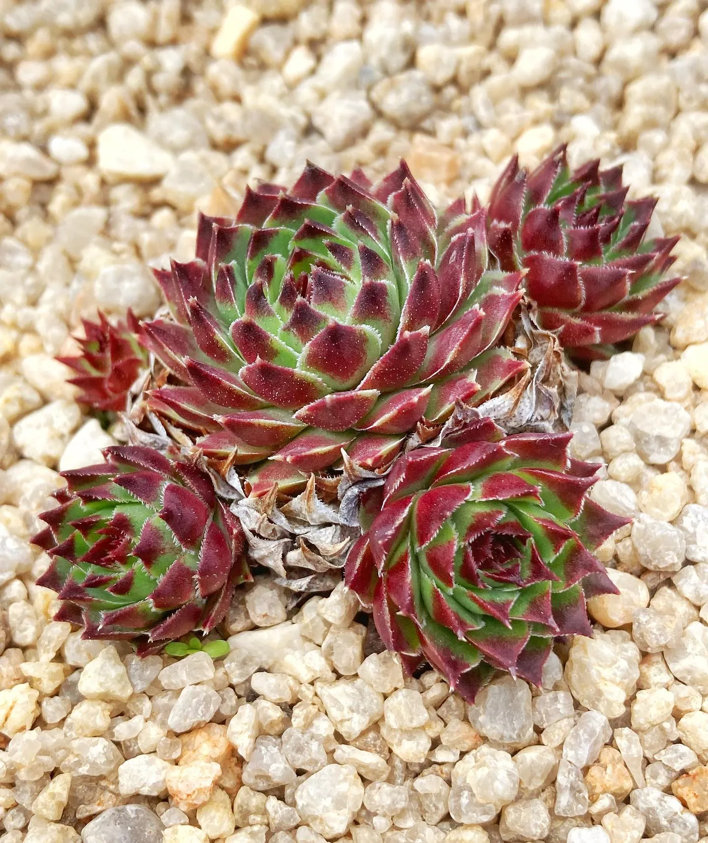 Desert Plants