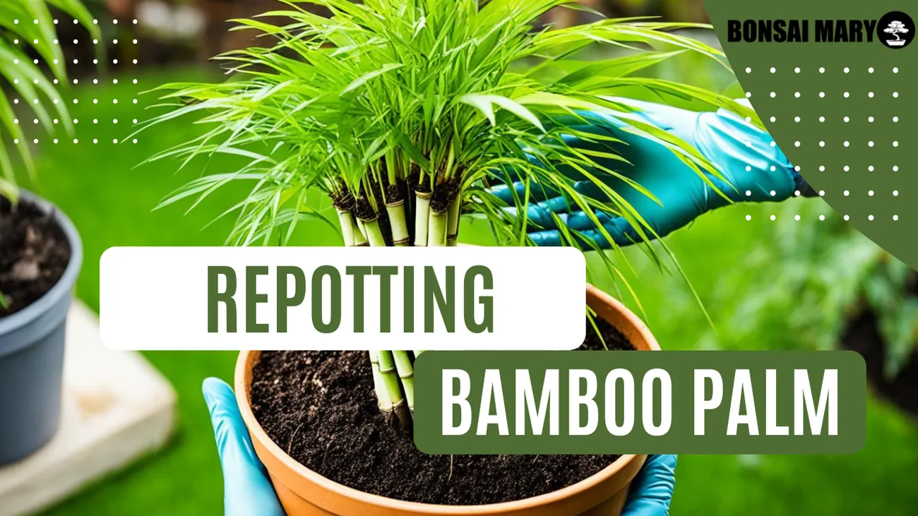 How to Repot Bamboo Plant Expert Guide Natural Home Beauty
