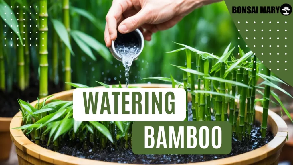 Image of a Bamboo in the background with text overlay of "Watering Bamboo"