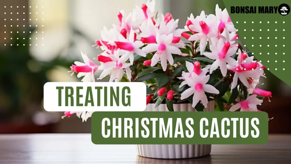 Image of a Christmas Cactus in the background with text overlay of "Treating Christmas Cactus"