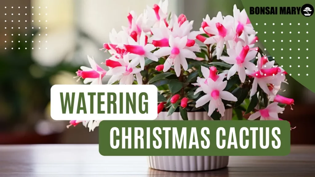 Image of a Christmas Cactus in the background with text overlay of "Watering Christmas Cactus"