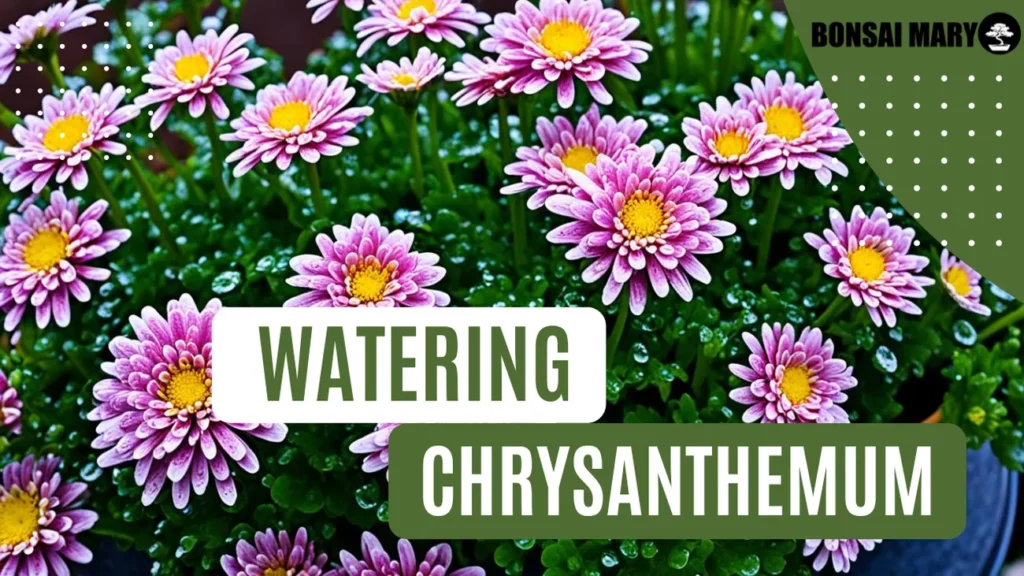 Image of a Chrysanthemum in the background with text overlay of "Watering Chrysanthemum"