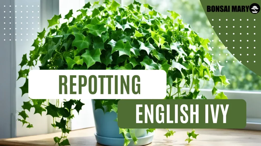 Image of a English Ivy in the background with text overlay of "Repotting English Ivy"