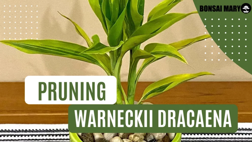 Image of a Warneckii Dracaena in the background with text overlay of "Pruning Warneckii Dracaena"