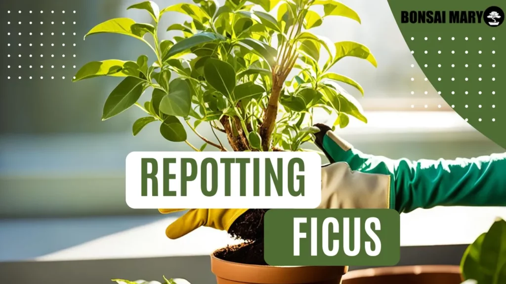 Image of a Ficus in the background with text overlay of "Repotting Ficus"