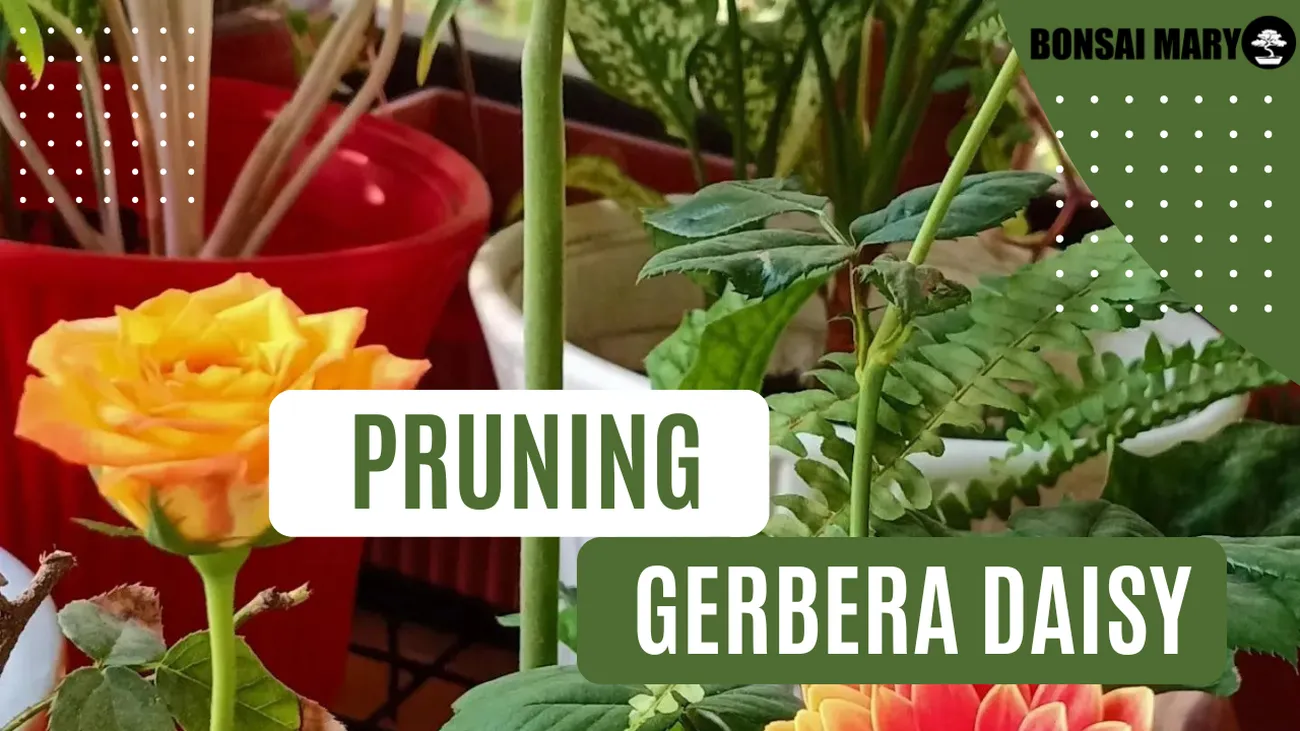 Gerbera Daisy Pruning Tips Keep Flowers Blooming