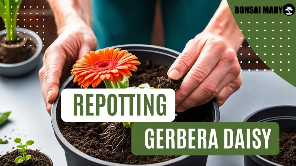 Image of a Gerbera Daisy in the background with text overlay of "Repotting Gerbera Daisy"