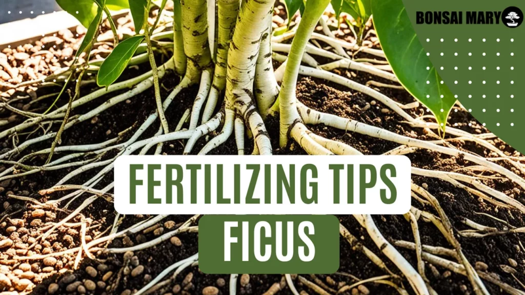 Image of a Ficus in the background with text overlay of "Fertilizing Tips Ficus"