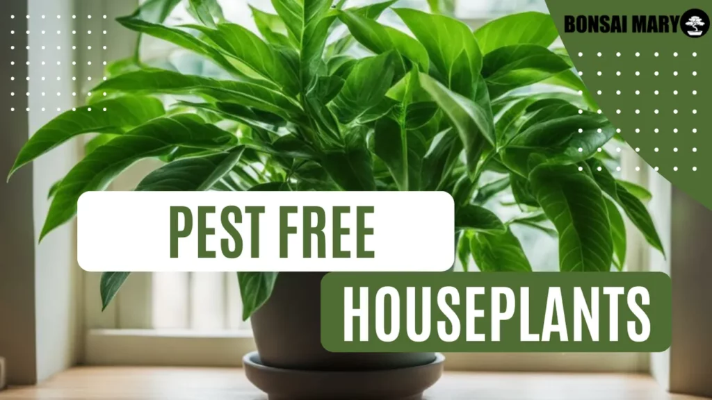 Pest Free Houseplants