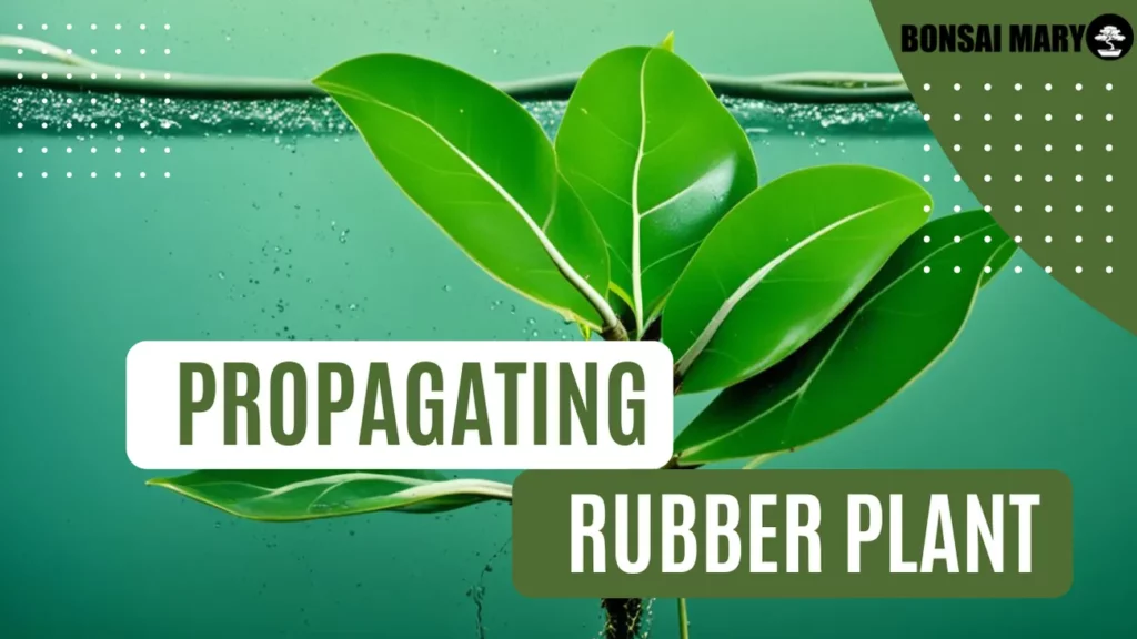 Image of a Rubber Plant in the background with text overlay of "Propagating Rubber Plant"